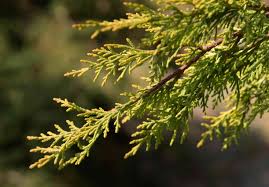 The leyland cypress is a forest tree, hybridized over a hundred years ago from two geographically. Leyland Cypress Trees Care Growing Guide