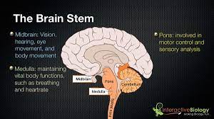 027 The 3 Parts Of The Brain Stem And Their Functions Interactive Biology With Leslie Samuel Brain Stem Brain Parts And Functions Brain