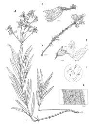 Image result for Coleus shirensis