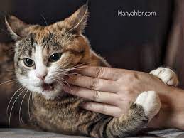 kediler neden mobilyalari tirmalar kedi cats kedi evi