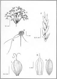 Image result for Pycreus unioloides