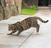 猫がネズミを食べるのはなぜ？理由と注意点を解説 | UCHINOCO ...