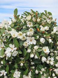 Fairy Magnolias Make A Great Hedge Plant Magnolia Tree Landscaping Magnolia Gardens Magnolia Shrub