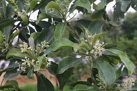 Image result for Terminalia phanerophlebia