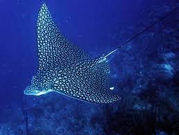 While technically lacking the sting, manta rays are also part of the stingray family. Ize Belize International Zoological Expeditions Inc Ocean Creatures Sea Creatures Marine Animals