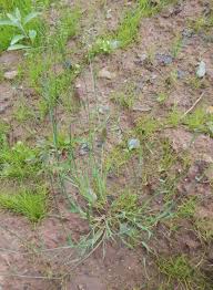 Image result for Digitaria compressa