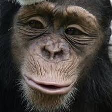 「さる」の画像検索結果