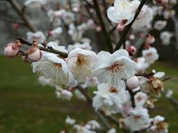 Image result for Prunus