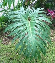Philodendron Radiatum Split Leaf Climber Easy To Grow Tropical Plant Houseplant Or Outdoors Plants Tropical Plants Philodendron