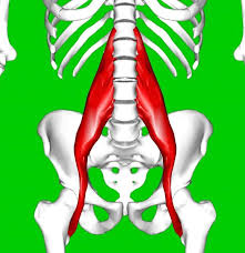 Lower back muscles that attach directly to the front of the lumbar spine include the psoas, quadratus lumborum and the respiratory diaphragm. Hip Flexor Strain Symptoms Causes And Treatment