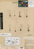 Image result for Syngonanthus welwitschii