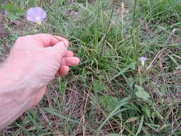 Image result for Ipomoea polymorpha