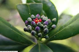 Image result for Canellaceae