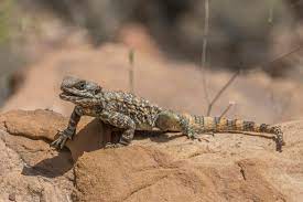 It's clever, and funny, and sad, and makes you think. Agama Lizard Wikipedia