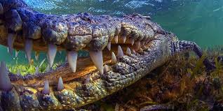 Largest Crocodiles And Alligators Top 10 Dinoanimals Com