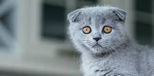 700+ vectors, stock photos & psd files. Scottish Fold Cat Breed Facts Care Tips 2021 Pet Circle
