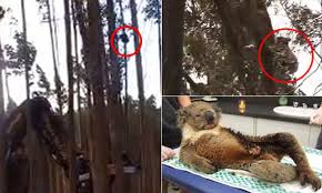 As fires in australia continue to cause devastating damage, these photos show the horrific conditions. Koala Clings On For Life While Loggers Cut Down Trees At Australian Bluegum Plantation Daily Mail Online