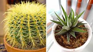 Mammillaria herrerae pot bunga kaktus y suculentas bonsai tanaman sukulen, bunga kuning kaktus, cactaceae, vas, bunga png. Aneka Rekomendasi Jenis Kaktus Hias Mini Yang Bakal Mempercantik Ruanganmu Blog Unik