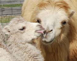 Find lots, acreage, rural lots, and more on zillow. Baby Camel With Mama Camel