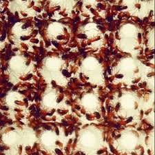 蜈蚣 狼 小魚 抓蛇 鴨子 鱷魚 螃蟹 小狗 甲魚 黑狗 螞蟻 蝦 狐狸 白蛇 猴子 大象 公雞 蛆 水牛 黑魚 毒蛇 蠍子 蜜蜂 母雞 小豬 蟑螂 鴿子 野貓 虱. ä»·æ ¼ä»Ž 100 00 æ«»æ¡ƒç´…èŸ'å¯µç‰©é£¼æ–™ Best Price Products