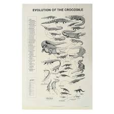 Poster Evolution Of Crocodile