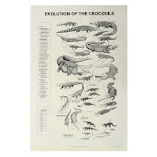 poster evolution of crocodile