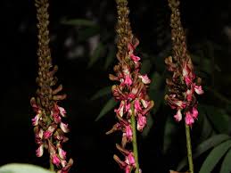 Image result for Indigofera emarginella