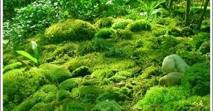 Liliopsida (berkeping satu / monokotil) sub buah bulir atau kariopsis yang tidak dapat dibedakan mana buah dan bijinya, bentuk hampir bulat. Pengelasan Tumbuhan Tidak Berbunga