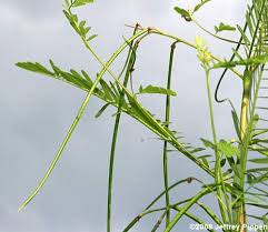 Image result for Sesbania tetraptera