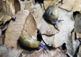 Image result for Polysphaeria harrisii