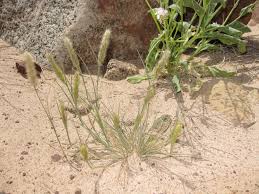 Image result for Enneapogon desvauxii