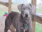 Blue Lacy Info, Temperament, Puppies, Pictures