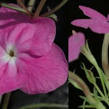 Image result for Cycnium jamesii