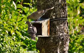 Tie a string across roosting areas. How To Keep Pigeons Away From Your Garden 24 7 Pest Control Uk