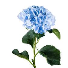 We did not find results for: Order Blue Hydrangea Apiece Delivery