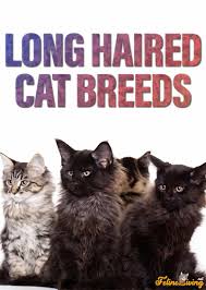 Learn more about top 10 black cat breeds. Top 10 Long Haired Cat Breeds And Their Characteristics