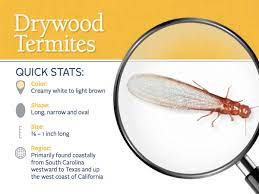 They will enter through cracks and crevices in exterior walls or through spaces in the foundation. Drywood Termites Control Exterminators For Termites