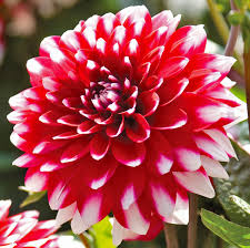 Perfect for all weather as is made with aran weight wool. Dahlia Red White Giant De Groot Inc Perennials Daylilies Fruits Vegetables Shrubs Bulbs