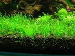 Growing Dwarf Hair Grass (Eleocharis Acicularis) - The Shrimp Farm