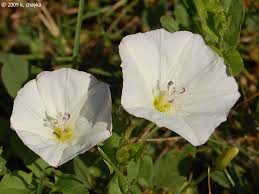 Image result for Convolvulus goyderi