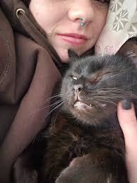 MISSING CAT! *UPDATE 2.0* AAA HES HOME IM SO HAPPY! Thank you to everyone  who helped me look for him!! *UPDATE* Raven has been missing for 24 hours.  I'm extremely worried about