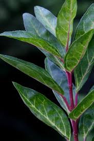 Spring Bloom Full Sun Shrub Variegated Forsythia Forsythia Fiesta Plants Mulch Landscaping Foliage Plants