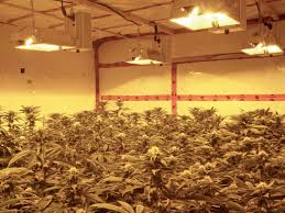 Maybe you would like to learn more about one of these? Pros Cons Of Growing Weed With Double Ended Grow Lights