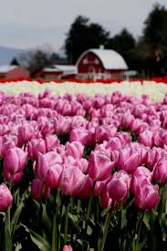 When you're looking for just the right words for the occasion, choose from over 500 messages, including sentiments for holidays. Skagit Valley Tulip Festival Tulip Town Barn Mt Vernon Wa Skagit Valley Tulip Festival Tulip Festival Tulips