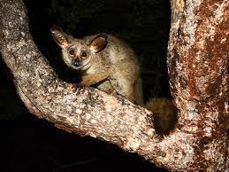 With thousands more domesticated and wild animal lists planned, our goal is to. 12 Nocturnal Animals To Look For On An African Safari