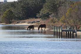 Horses Are Able To Drink Brackish Water On The Sound Side Picture Of Wild Horse Adventure Tours Corolla Tripadvisor
