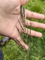 Image result for Eragrostis plana