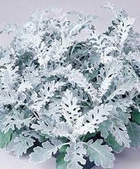 Dusty Miller Cineraria Dusty Miller Plants