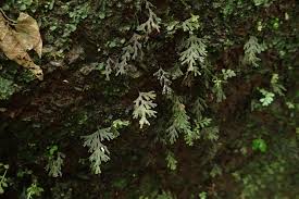 Image result for Polyphlebium borbonicum