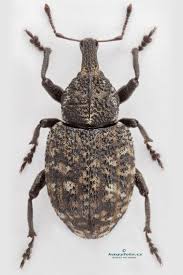 Image result for Plinthus